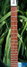Rickenbacker 350/6 V63, Jetglo: Neck - Front