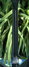 Rickenbacker 350/6 V63, Jetglo: Neck - Rear