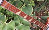 Rickenbacker 4001/4 , Fireglo: Neck - Front