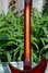 Rickenbacker 350/6 V63, MonteBrown: Neck - Rear