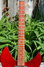 Rickenbacker 330/6 , Burgundy: Neck - Front