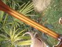 Rickenbacker 4001/4 , Autumnglo: Neck - Rear