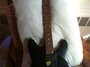 Rickenbacker 430/6 BT, Matte Black: Neck - Front