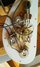 Rickenbacker 4001/4 , Mapleglo: Close up - Free2
