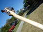 Rickenbacker 4003/4 S, Walnut: Neck - Rear