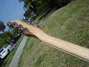 Rickenbacker 660/6 , Mapleglo: Neck - Rear