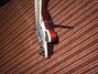 Rickenbacker 4001/4 , Burgundy: Free image