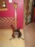 Rickenbacker 4000/4 BT, Walnut: Full Instrument - Front