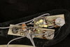 Rickenbacker 4001/4 BT, White: Free image