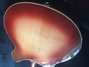Rickenbacker 366/12 Refin, Fireglo: Free image2