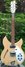 Rickenbacker 330/6 , Mapleglo: Full Instrument - Front