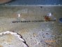 Rickenbacker TR7/amp , Black crinkle: Free image2