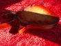 May 1967 Rickenbacker 450/12 , Fireglo: Body - Rear
