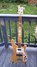 Rickenbacker 4001/4 , Mapleglo: Neck - Front