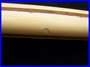 Rickenbacker 4001/4 BT, Mapleglo: Neck - Rear