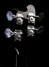 Rickenbacker 4003/4 S, Jetglo: Headstock - Rear