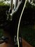 Rickenbacker 4080/46 , Jetglo: Neck - Rear