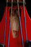Rickenbacker 2030/4 BT, Red: Free image2
