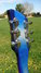 Rickenbacker 660/6 , Blueburst: Headstock - Rear
