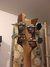 Rickenbacker 4001/4 C64S, Mapleglo: Headstock - Rear