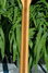 Rickenbacker 366/12 , Natural: Neck - Rear