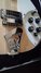 Rickenbacker 620/6 , Mapleglo: Close up - Free2