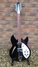 Rickenbacker 330/12 , Jetglo: Full Instrument - Front