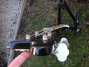 Rickenbacker 4001/4 BT, Jetglo: Free image2