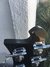Rickenbacker 4003/4 , Jetglo: Free image