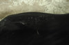 Rickenbacker 4003/4 , Jetglo: Close up - Free