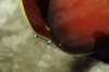 Rickenbacker 4003/4 , Fireglo: Close up - Free