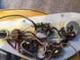 Rickenbacker 4001/4 , Mapleglo: Free image