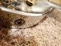 Rickenbacker G/6 LapSteel, Silver: Free image