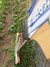 Rickenbacker 4003/4 , Mapleglo: Neck - Front