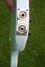 Rickenbacker 4003/4 , Blue Boy: Free image2