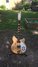 Rickenbacker 360/6 , Mapleglo: Full Instrument - Front