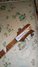 Rickenbacker 4003/4 , Mapleglo: Headstock