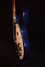 Rickenbacker 330/6 , Midnightblue: Free image