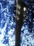 Rickenbacker 330/6 , Jetglo: Headstock - Rear