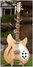 Rickenbacker 365/6 O.S., Mapleglo: Full Instrument - Front