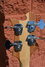 Rickenbacker 4003/4 , Mapleglo: Headstock - Rear