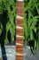 Rickenbacker 366/12 , Natural: Neck - Front