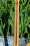 Rickenbacker 366/12 , Natural: Neck - Rear