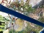 Rickenbacker 4001/4 , Azureglo: Neck - Rear
