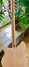 Rickenbacker 360/12 VP, Mapleglo: Full Instrument - Rear