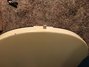 Nov 1978 Rickenbacker 4001/4 BT, White: Body - Rear