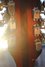 Rickenbacker 360/12 V64, Fireglo: Headstock - Rear