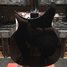 May 2018 Rickenbacker 350/6 V63, Jetglo: Body - Rear
