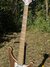 Rickenbacker 4003/4 , Natural Walnut: Neck - Front