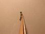 Rickenbacker 4003/4 , Mapleglo: Neck - Front